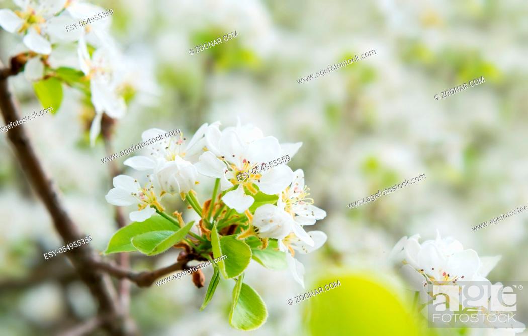 Stock Photo: Blossom pear tree in white flowers and green background.