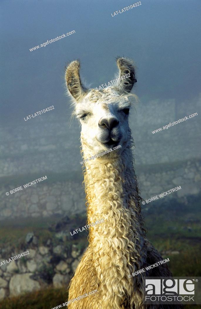 Head and long neck of animal, domestic breed. Kept for meat, milk, wool,  Stock Photo, Picture And Rights Managed Image. Pic. LAT-LAT0104322 |  agefotostock