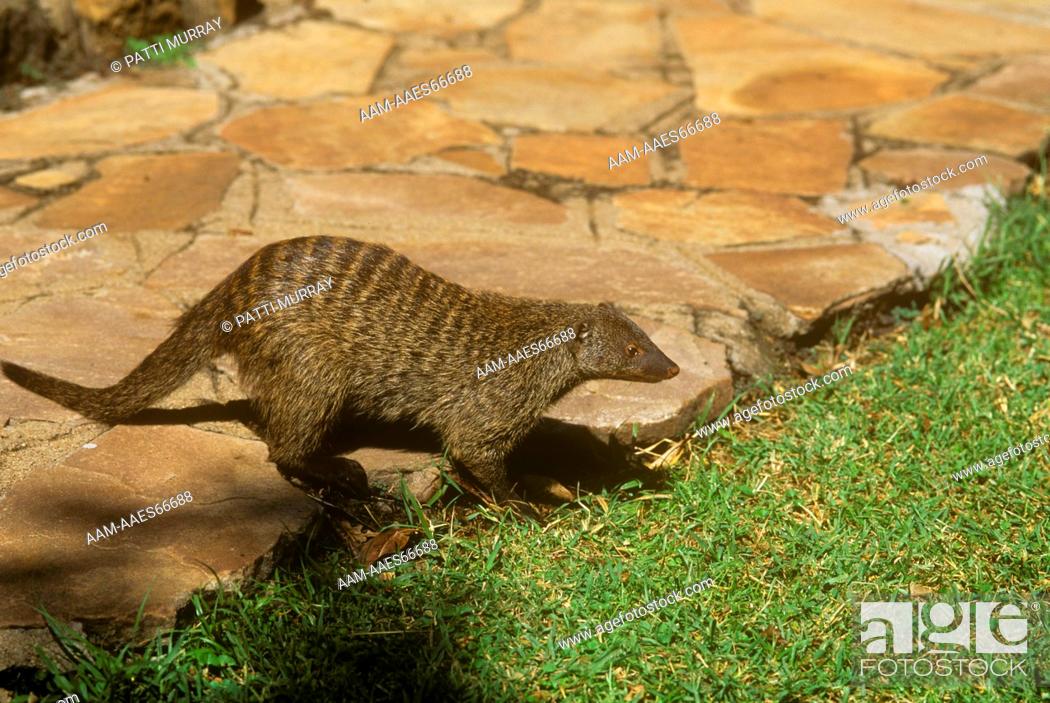 Banded Mongoose (Mungos mungo), Masai Mara, Kenya, Stock Photo, Picture And  Rights Managed Image. Pic. AAM-AAES66688 | agefotostock
