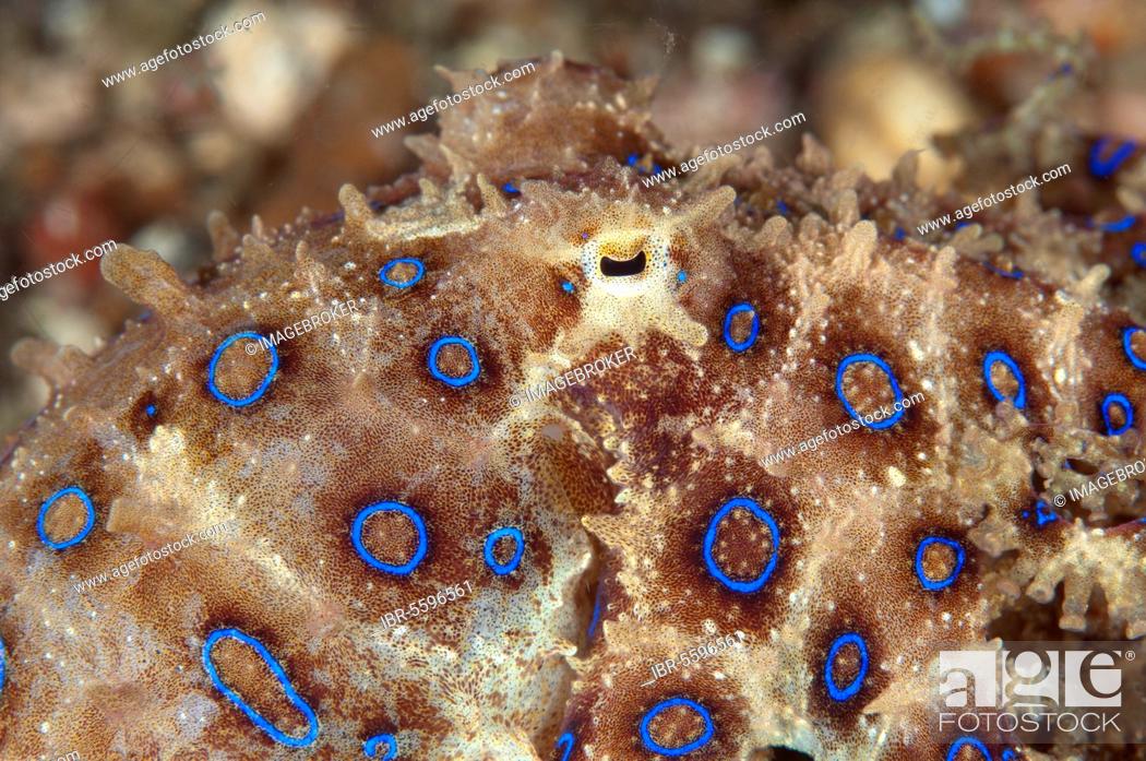 Stock Photo: Greater Blue-ringed Octopus (Hapalochlaena lunulata) adult, close-up of eye, Lembeh Straits, Sulawesi, Sunda Islands, Indonesia, Asia.