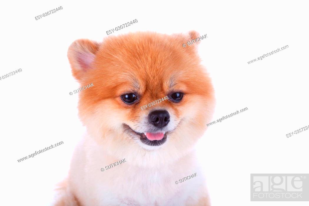 pomeranian dog brown short hair on white background, Stock Photo, Picture  And Low Budget Royalty Free Image. Pic. ESY-030722440 | agefotostock