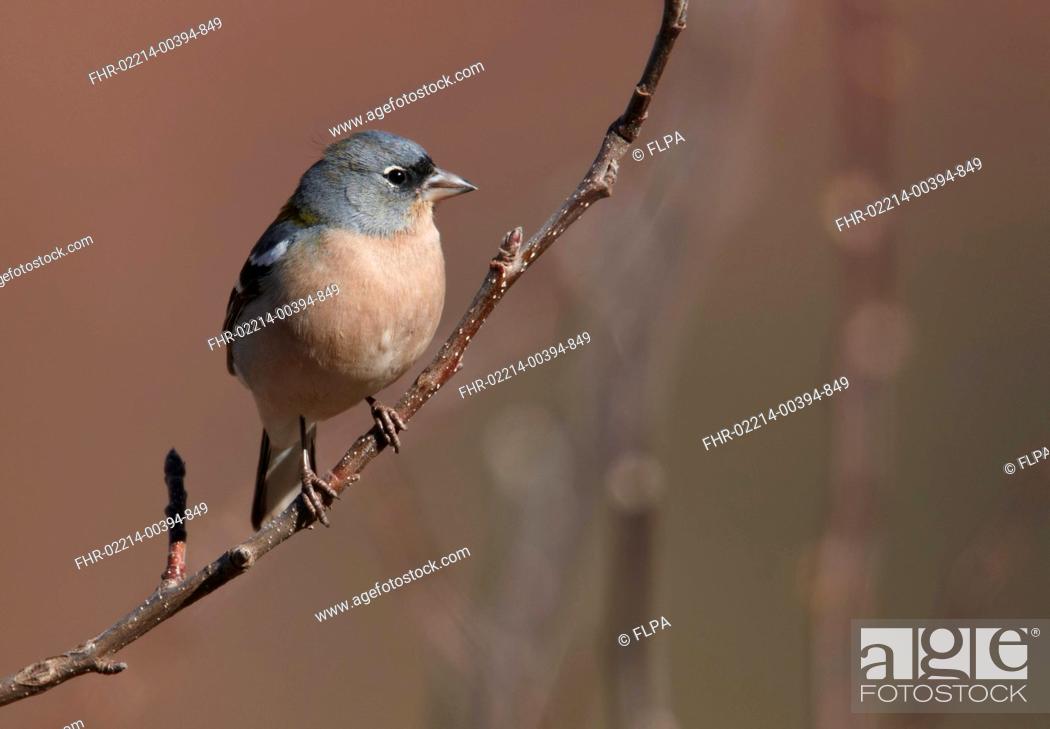 Stock Photo: Chaffinch Fringilla coelebs africana North African subspecies, adult male, perched on twig, Morocco, february.