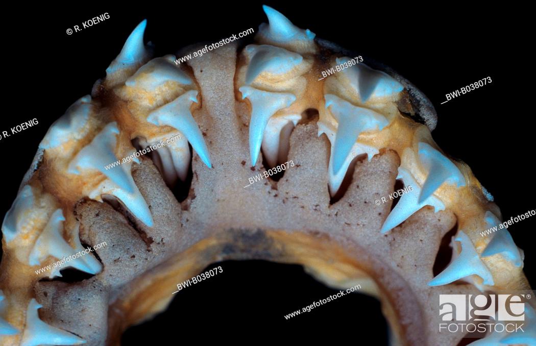 Stock Photo: porbeagle, mackerel shark (Lamna nasus), detail of teeth.