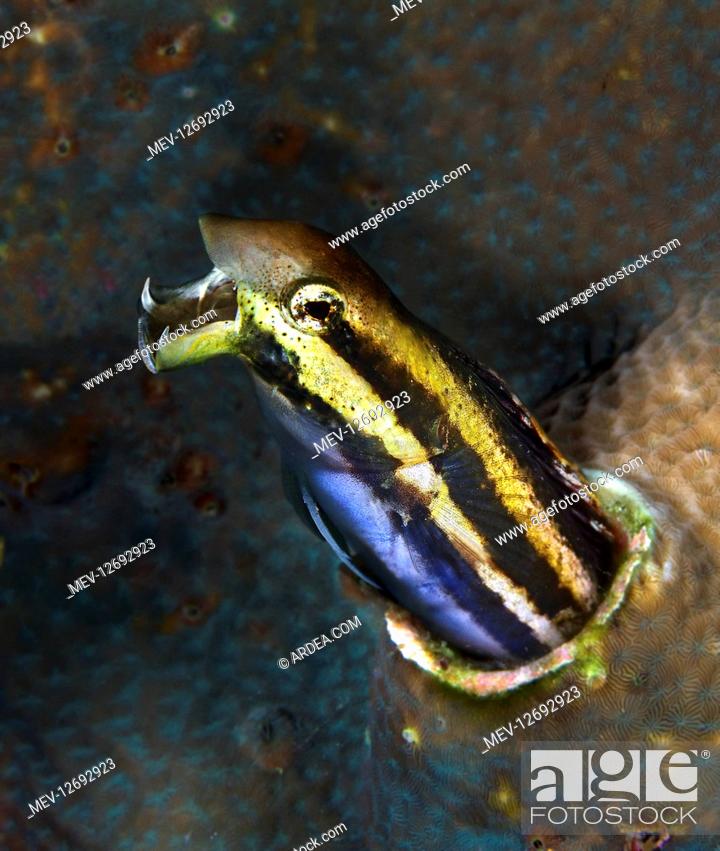 Stock Photo: Striped poison-fang blenny, Meiacanthus grammistes. In an aggressive posture. These fish have large canines associated with venom glands that serve as defense.