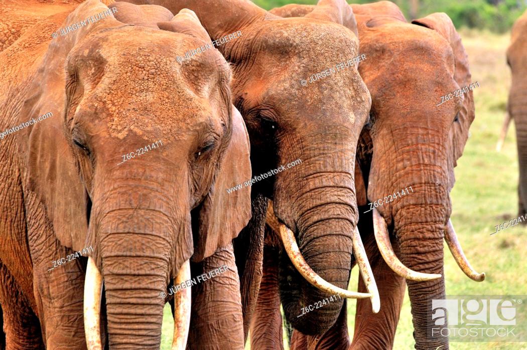 Stock Photo: Three Elephants, loxodonta africana, walking side on side, tusks and heads, Tsavo East National Park, Kenya.