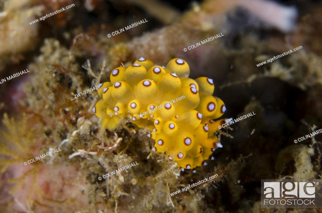 Stock Photo: Janolus Nudibranch (Janolus sp), Bulakan dive site, Seraya, Karangasem, Bali, Indonesia, Indian Ocean.