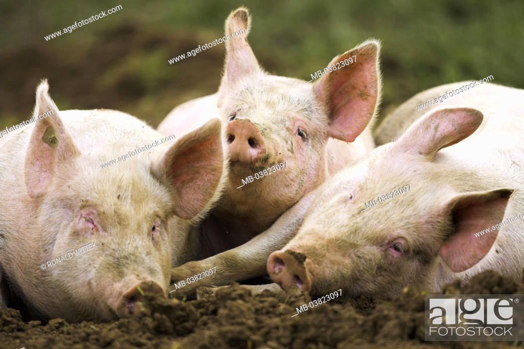 Hogs, three, wallow, lie, detail, Series, animals, mammals, farm animals,  pets, Stock Photo, Picture And Rights Managed Image. Pic. MB-03823097 |  agefotostock
