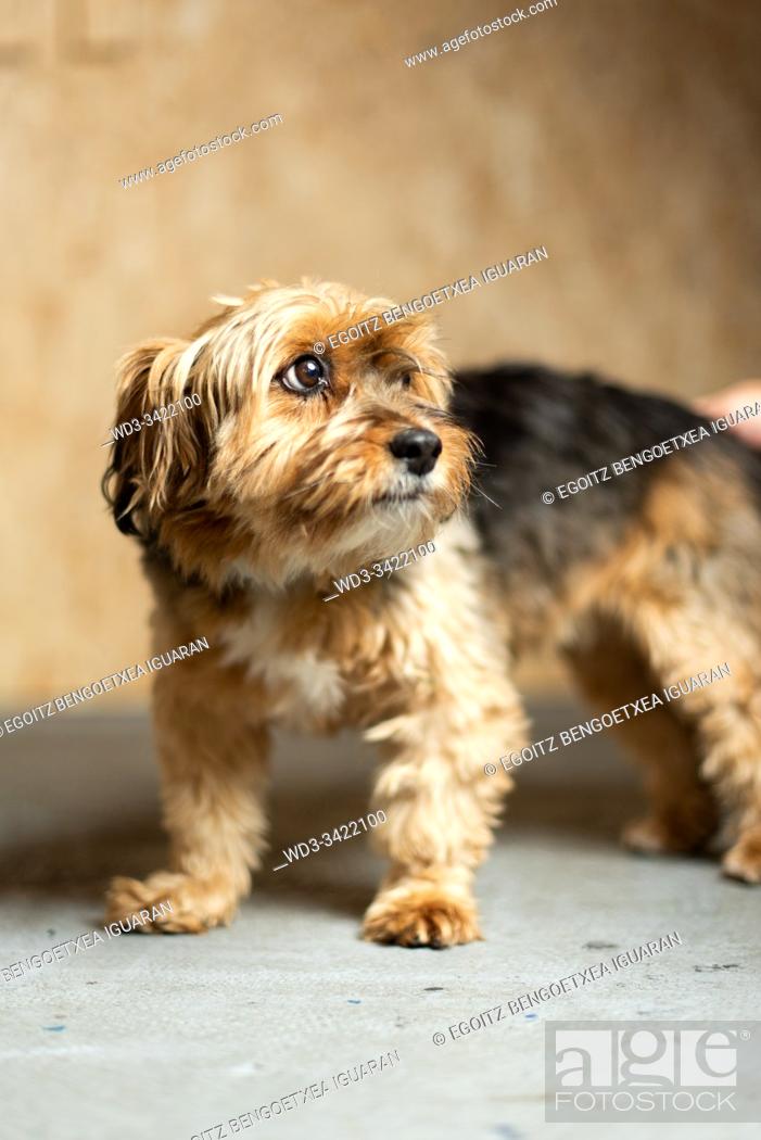 Stock Photo: A small mongrel dog with a wooden background.