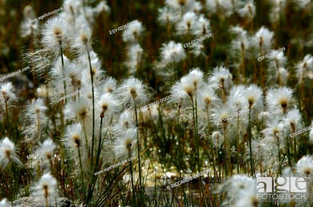 Stock Photo: cotton-grass, cottongrass, cotton grass, Eriophorum sp., Urtier valley,.