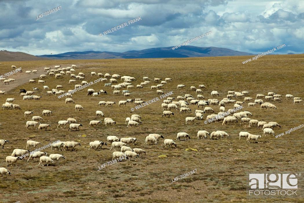 Stock Photo: Flock of sheep on the Tibetan Plateau, Tibet Autonomous Region, People's Republic of China.