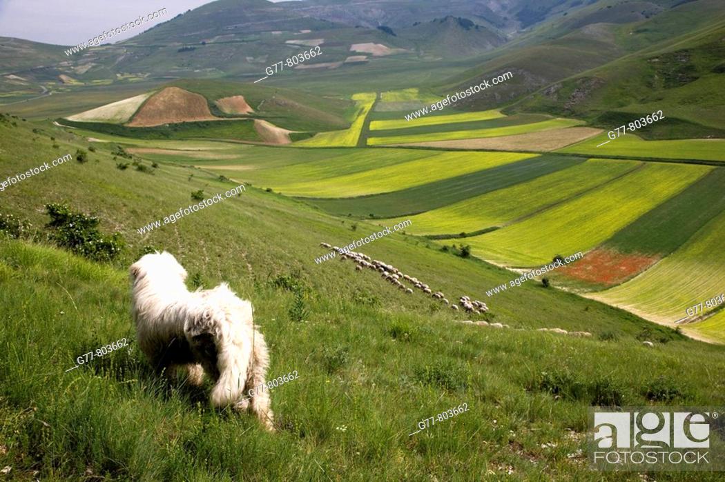Stock Photo: Italy  Umbria  Norcia  Highland of Castelluccio di Norcia  Sheeps near Castelluccio di Norcia.