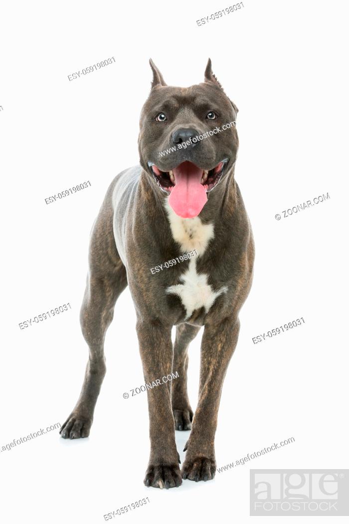 Beautiful American Staffordshire Terrier Dog. Tiger Blue Color Male Pet,  Stock Photo, Picture And Low Budget Royalty Free Image. Pic. Esy-059198031  | Agefotostock