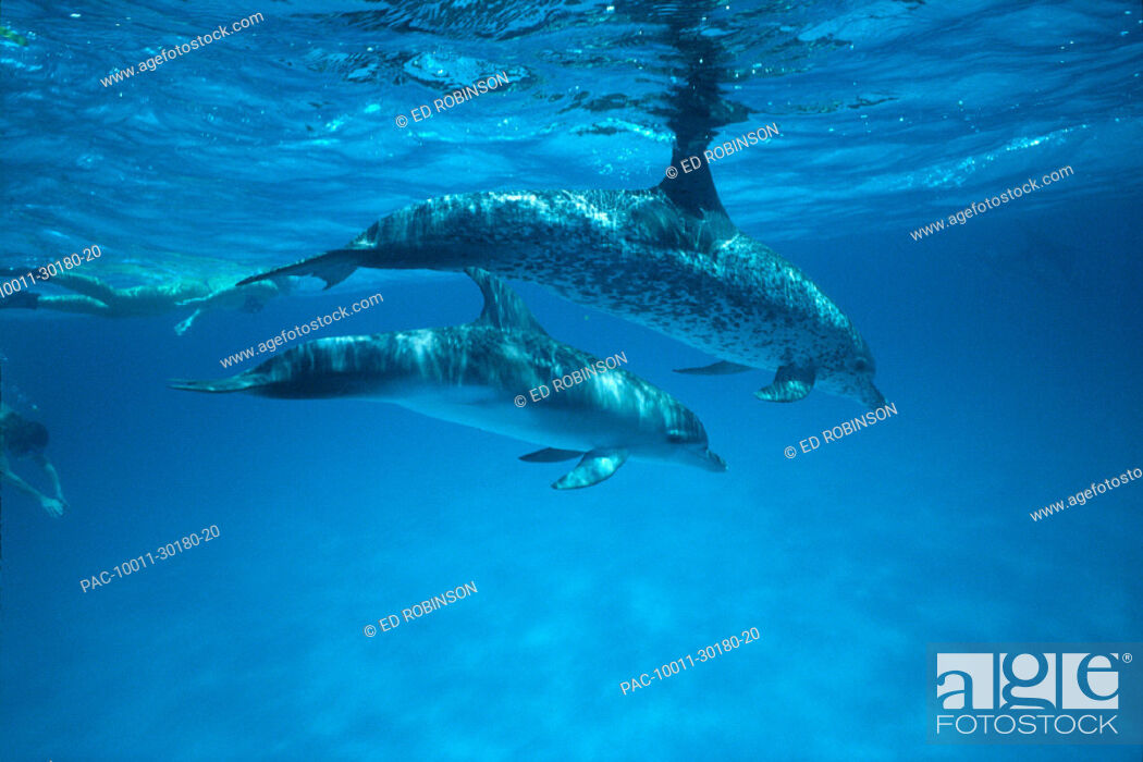 Stock Photo: Caribbean, Bahamas, Spotted dolphins, pair near surface w/ reflections (Stenella plagiodon).