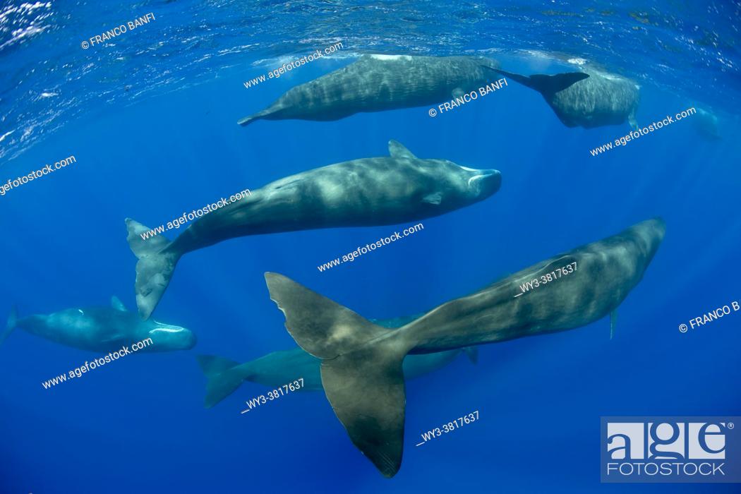 Imagen: Pod of sperm whale, (Physeter macrocephalus), Vulnerable (IUCN), The sperm whale is the largest of the toothed whales. Sperm whales are known to dive as deep as.