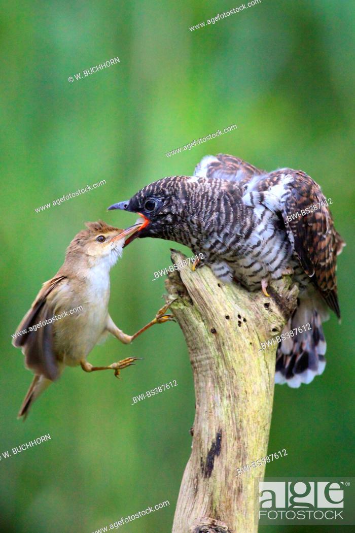 Stock Photo: Eurasian cuckoo (Cuculus canorus), reed warbler feeding the fledged cuckoo chick in flight, Germany.
