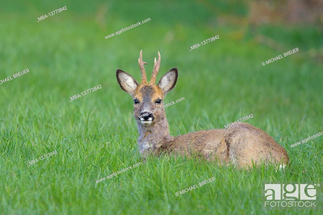 Stock Photo: Roebuck (Capreolus capreolus) in a meadow, April, Hesse, Germany.