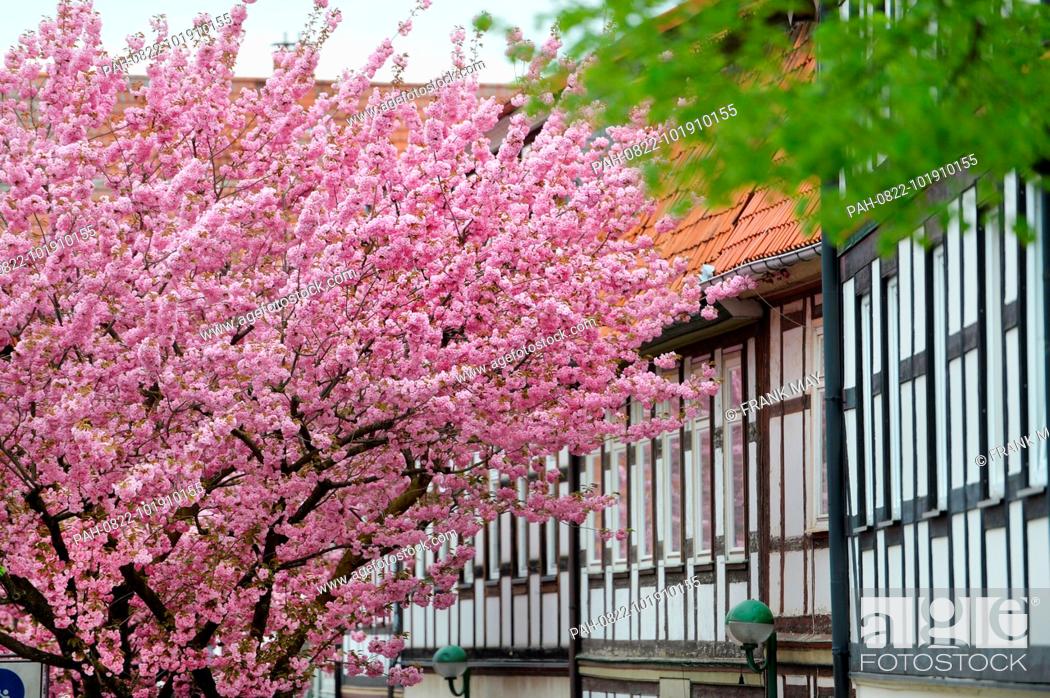 Stock Photo: Blossom trees, Germany, city of Seesen, 24. April 2018. Photo: Frank May | usage worldwide. - Seesen/Niedersachsen/Germany.