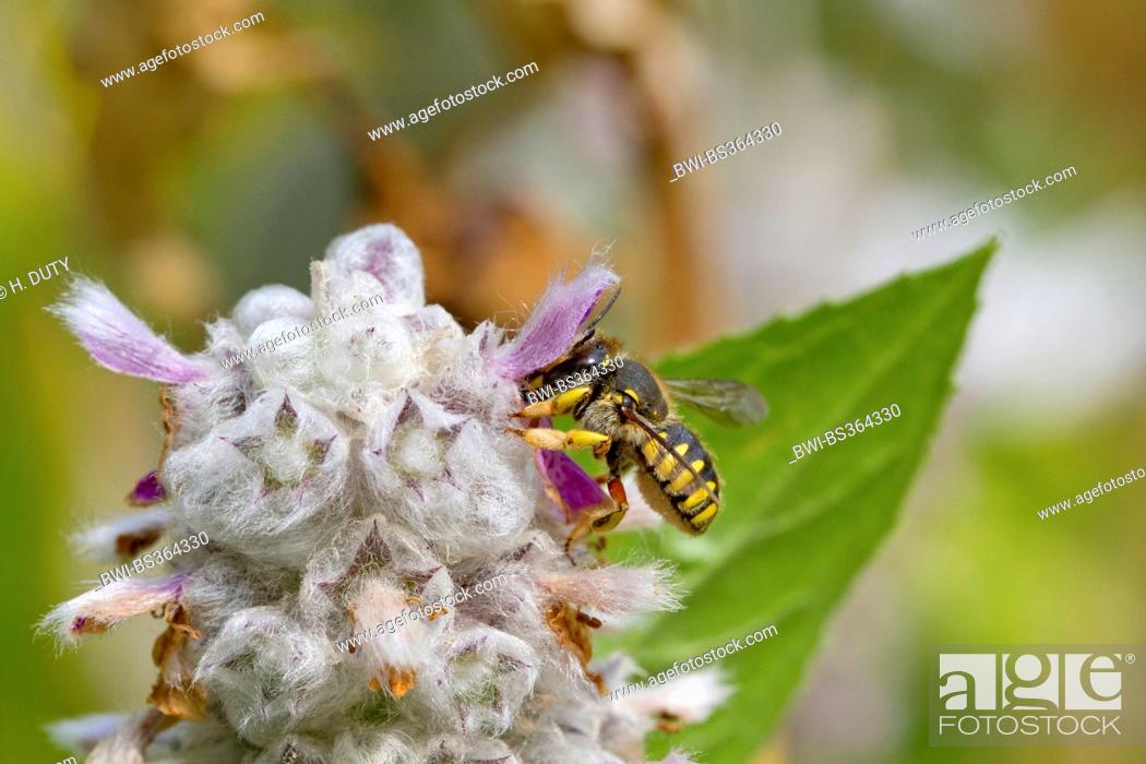 Stock Photo: wool carder bee (Anthidium manicatum), female at Stachys byzantina, Germany.