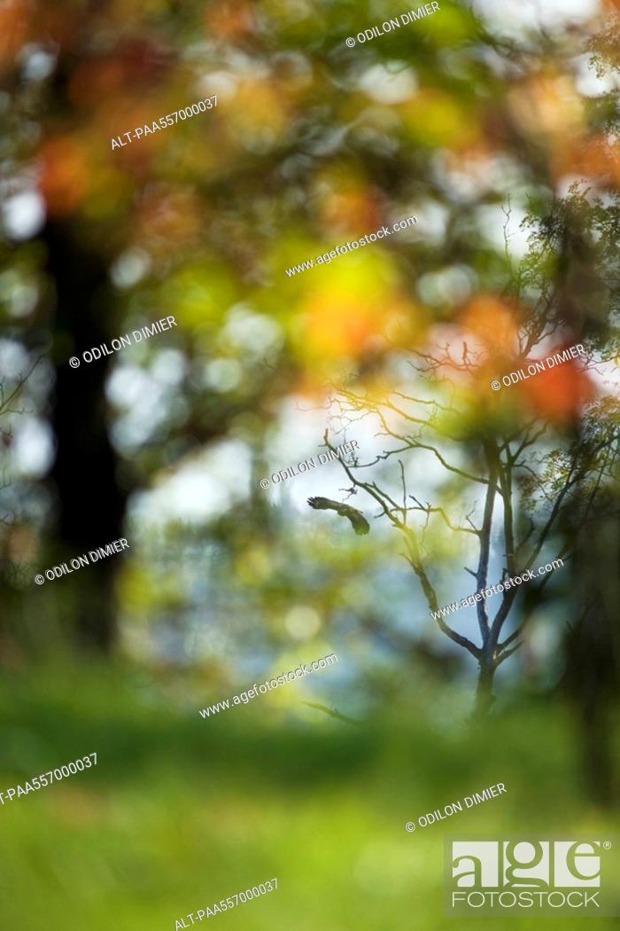 Stock Photo: Blurred outdoor scene with bird flying in background.