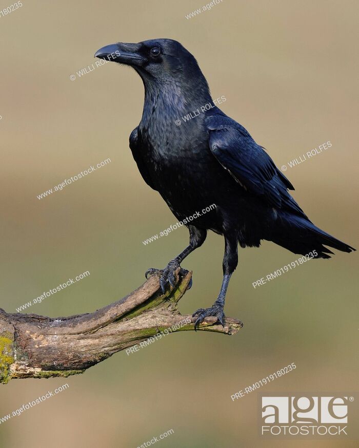 Stock Photo: Common raven, Corvus corax, Feldberger Seenlandschaft, Mecklenburg-Vorpommern, Germany / Kolkrabe.