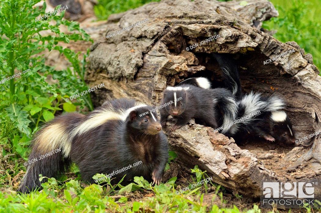 Stock Photo: Striped Skunk (Mephitis mephitis) Mother interacting with young, captive raised, Minnesota wildlife Connection, Sandstone, Minnesota, USA.