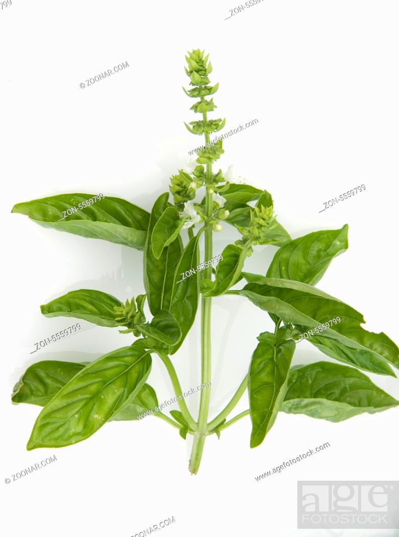 Basilikum; basilicum, Heilpflanzen, Stock Photo, Picture And Rights Managed Image. ZON-5559799 | agefotostock