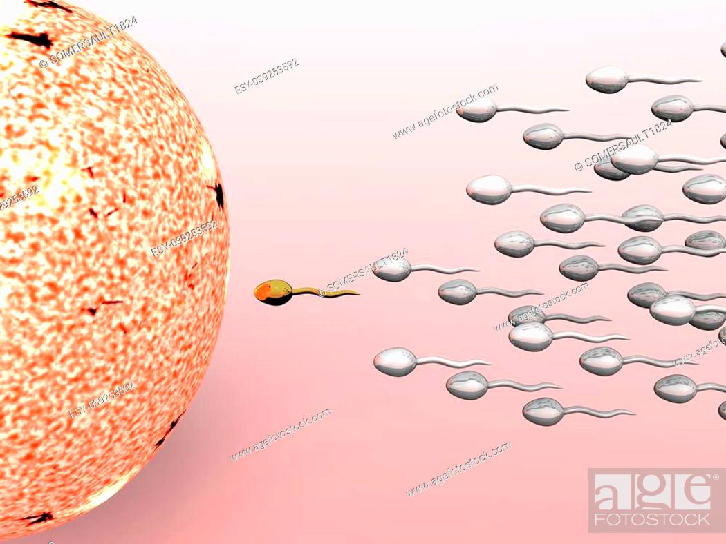 Cartoon illustrating male sperm cells fertilizing a female egg, Stock  Photo, Picture And Low Budget Royalty Free Image. Pic. ESY-039253592 |  agefotostock