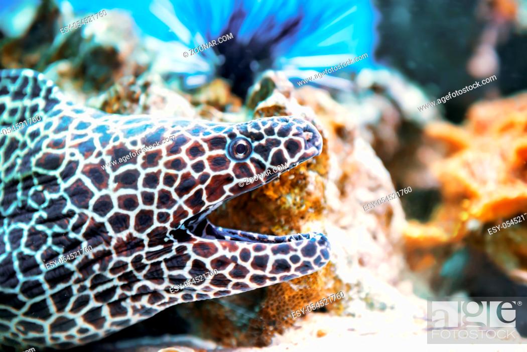 Stock Photo: Laced moray fish at coral reef as nature underwater sea life background.