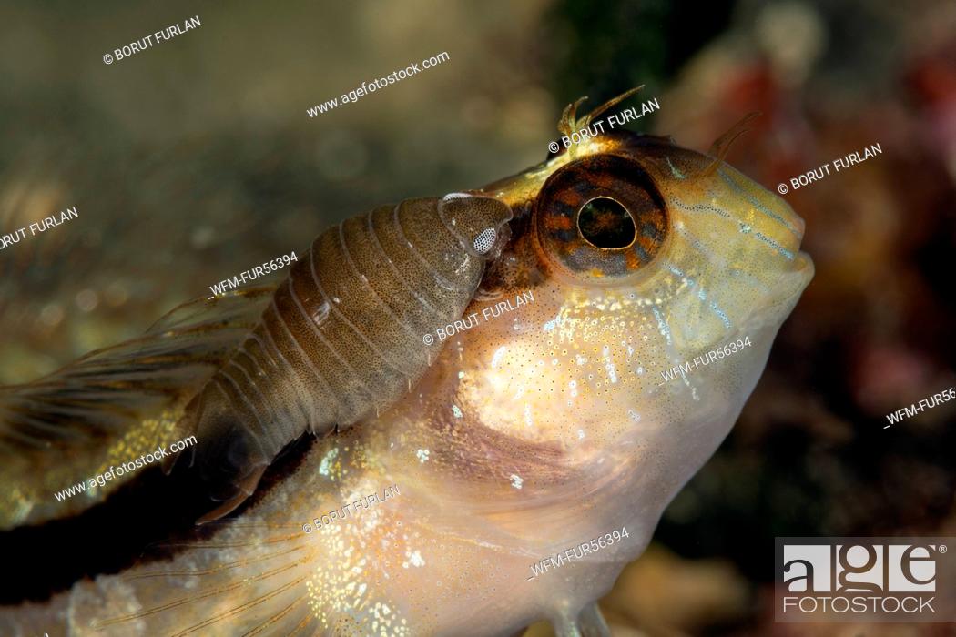 Stock Photo: Fish parasite on Striped blenny, Anilocra physodes, Blennius rouxi, Lastovo Island, Adriatic Sea, Croatia.