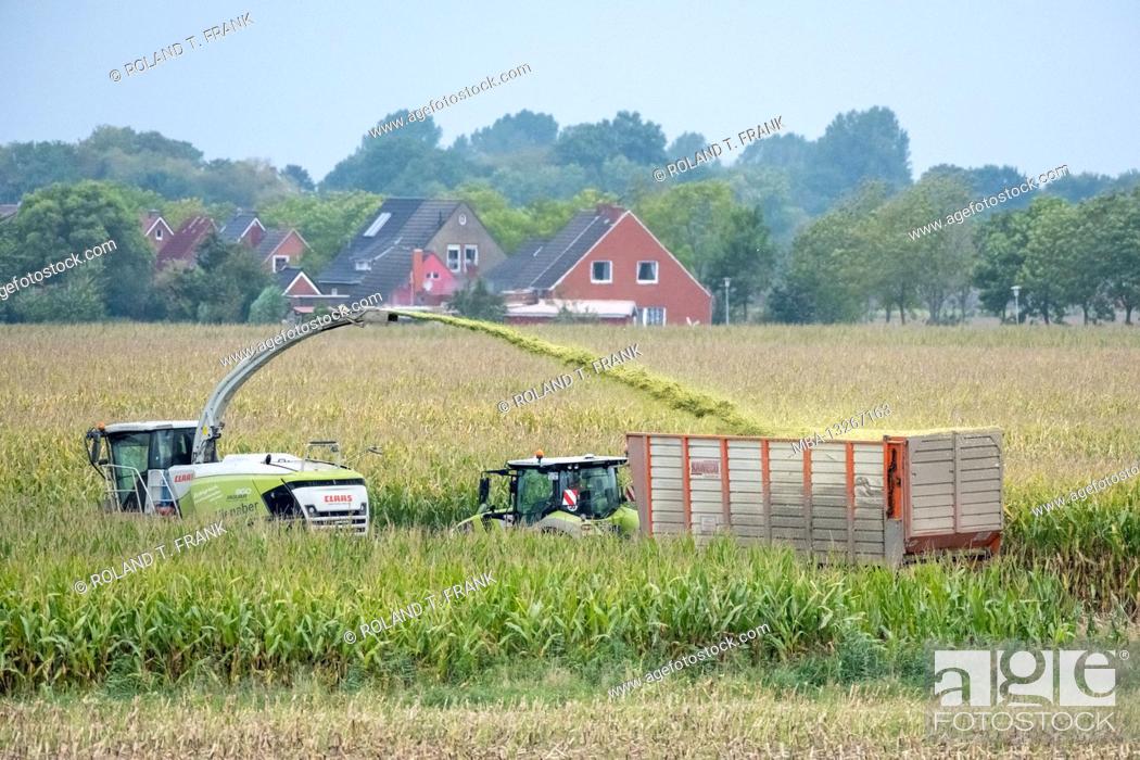 Stock Photo: Germany, East Frisia, Krummhörn, corn harvest near Emden.