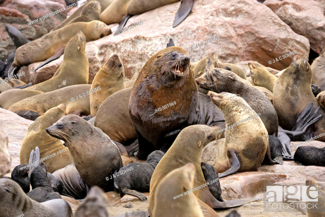 Stock Photo: Cape Fur Seal, Arctocephalus pusillus, Cape Cross, Namibia, adults in colony.