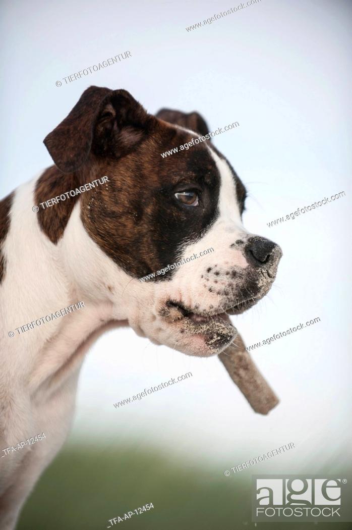 Stock Photo: young Olde English Bulldog.