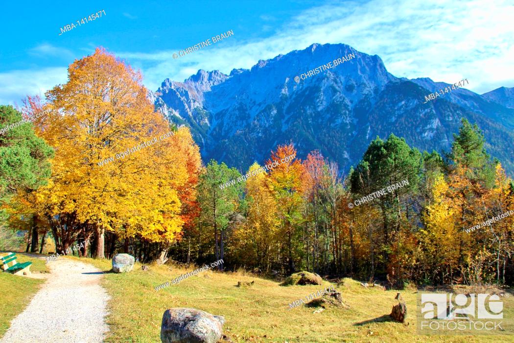Stock Photo: autumn pulls a deciduous trees in front of the karwendel mountains in mittenwald, germany, bavaria, upper bavaria, isar valley, hiking trail,.