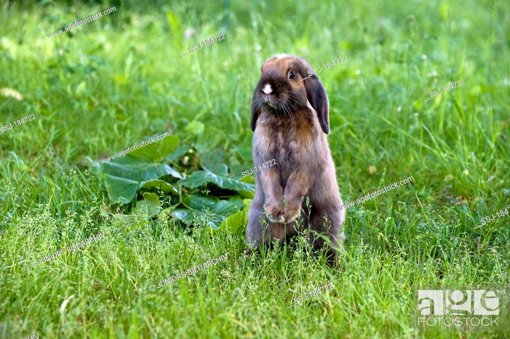 Stock Photo: Dwarf Lop rabbit (4 month old) sitting on its haunches in a meadow.
