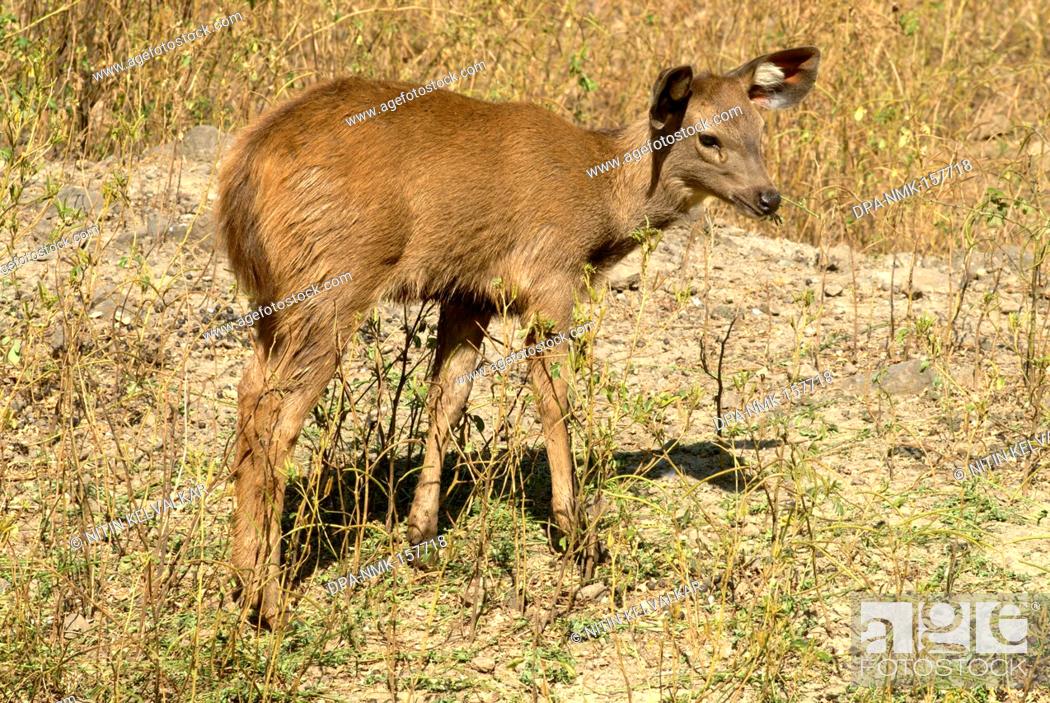 Calf of Sambar Cervus unicolor ; snake park now Rajiv Gandhi zoological park  and wild life research..., Stock Photo, Picture And Rights Managed Image.  Pic. DPA-NMK-157718 | agefotostock