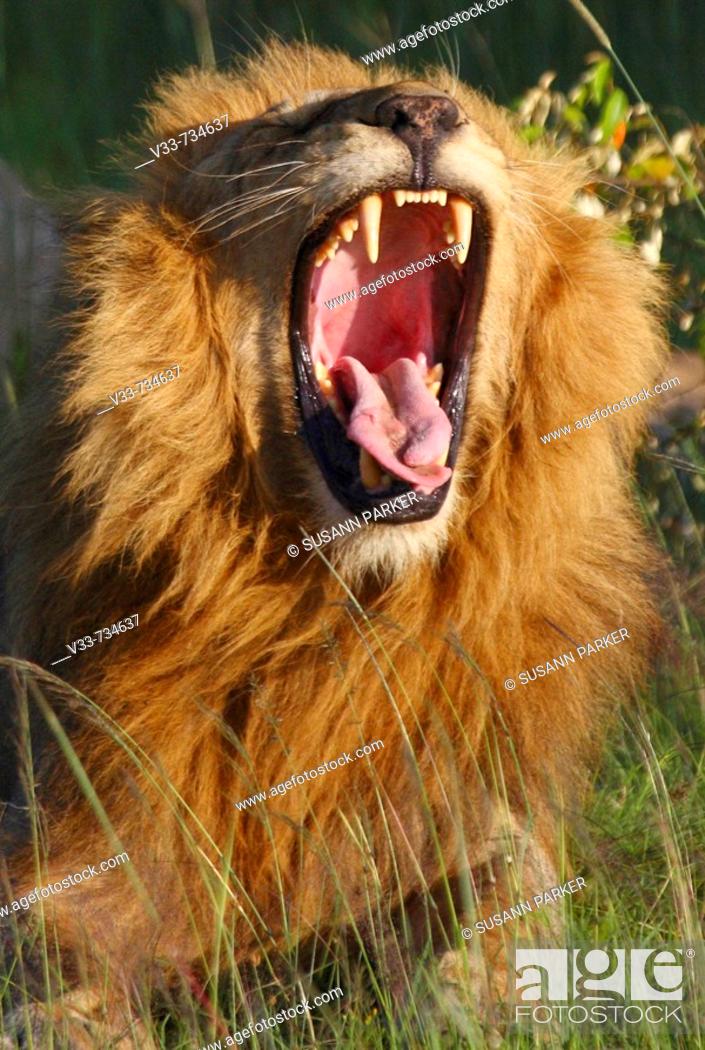 Stock Photo: Male lion yawning on the plains of the Masai Mara close-up, Kenya.