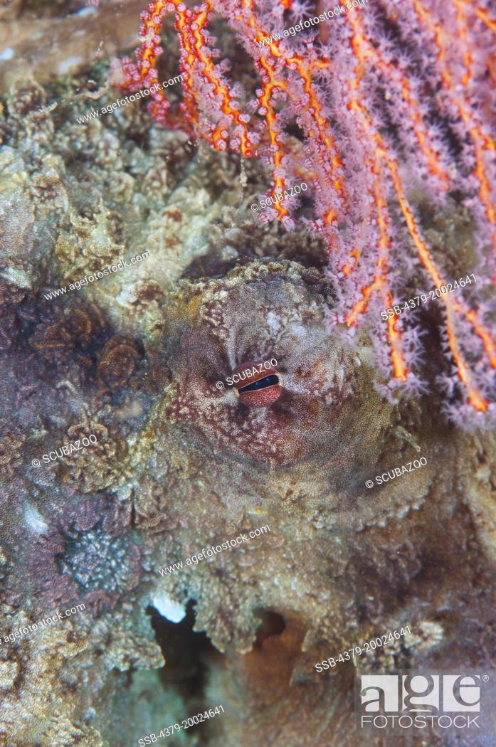 Stock Photo: The eye of a camouflaged Reef Octopus, Octopus cyanea, next to a red sea fan, Taliabu Island, Sula Islands, Indonesia.