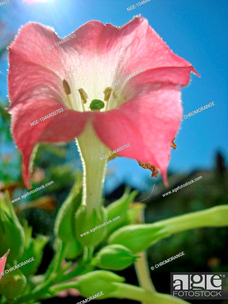 Stock Photo: Flowering of ornamental tobacco.