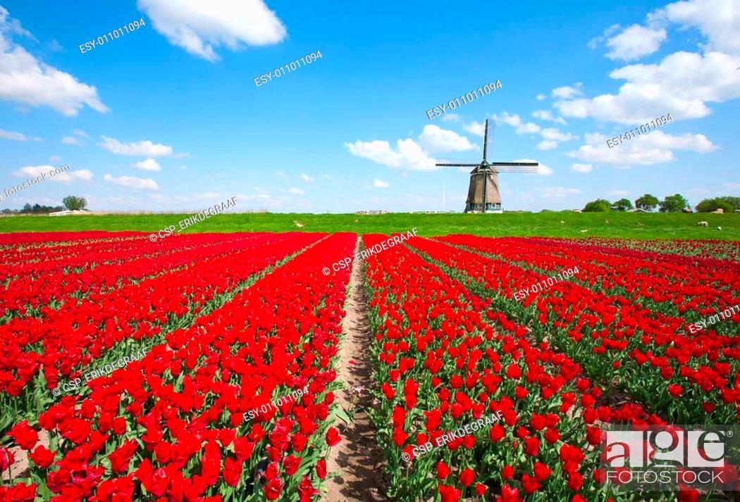 Stock Photo: Tulips and windmill.