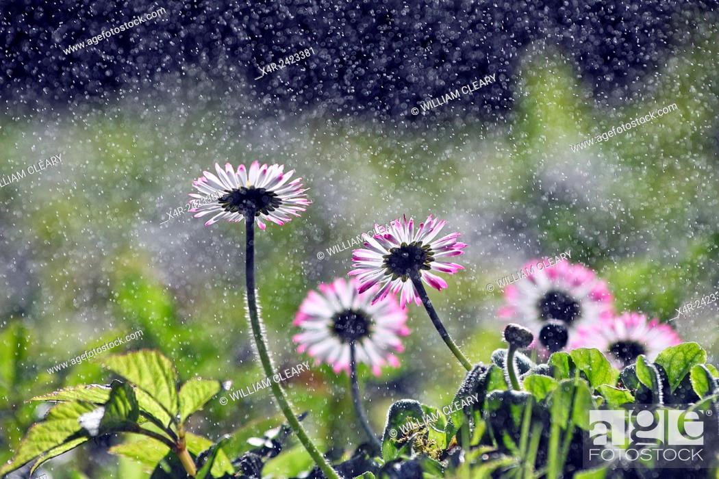 Stock Photo: Daisy flowers, water droplets, backlit.