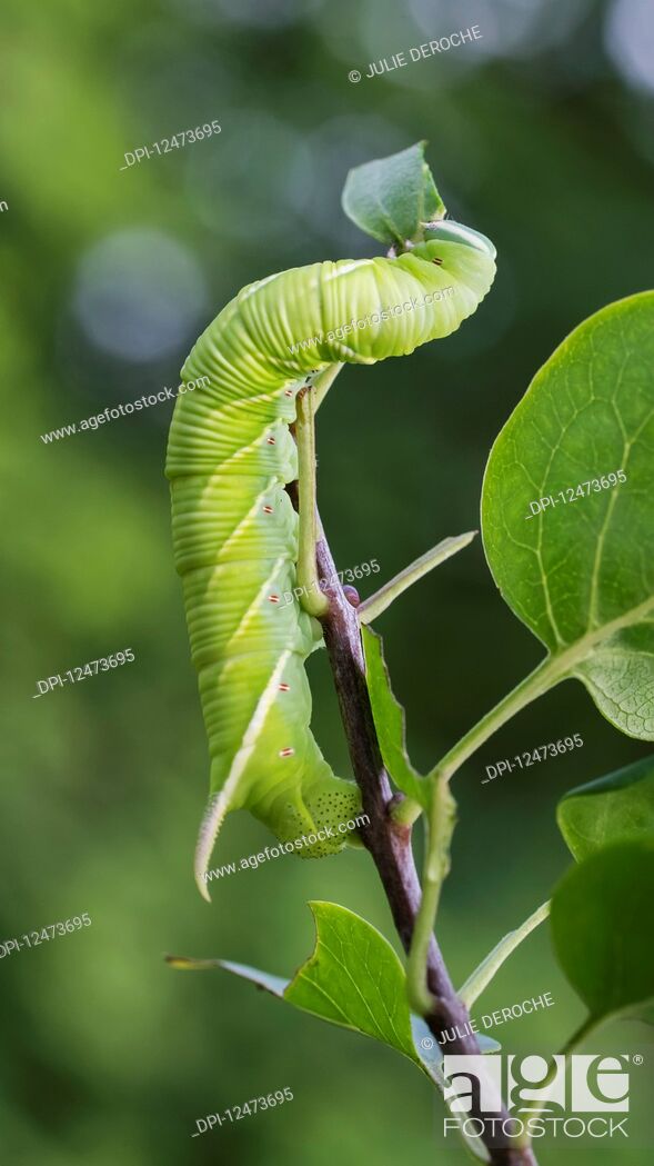 Stock Photo: Tobacco Hornworm caterpillar (Manduca sexta) climbing a plant stem; Ontario, Canada.
