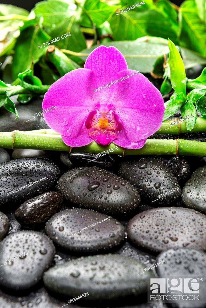 Stock Photo: Spa concept with black basalt massage stones, pink orchid flower and lush green foliage covered with water drops on a black background.