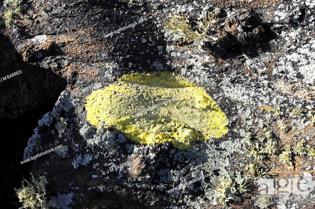 Stock Photo: Pertusaria rupicola or Pertusaria sulphurea is a crustose lichen. This photo was taken in Lanzarote Island, Canary Islands, Spain.