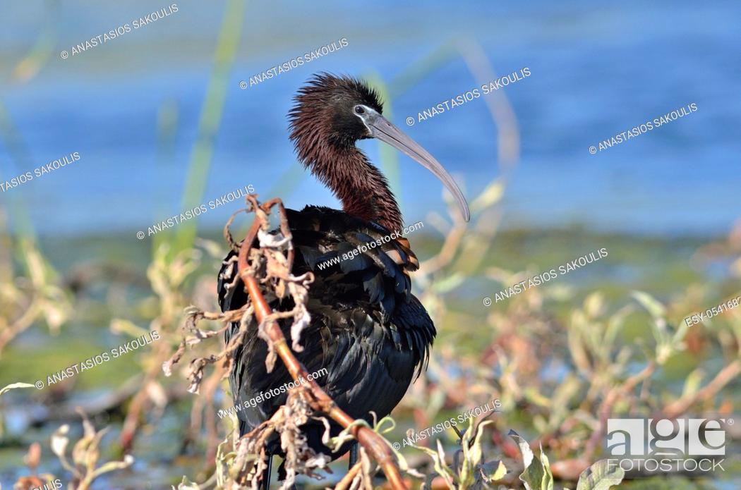 Stock Photo: Glossy Ibis - Plegadis falcinellus, Crete.