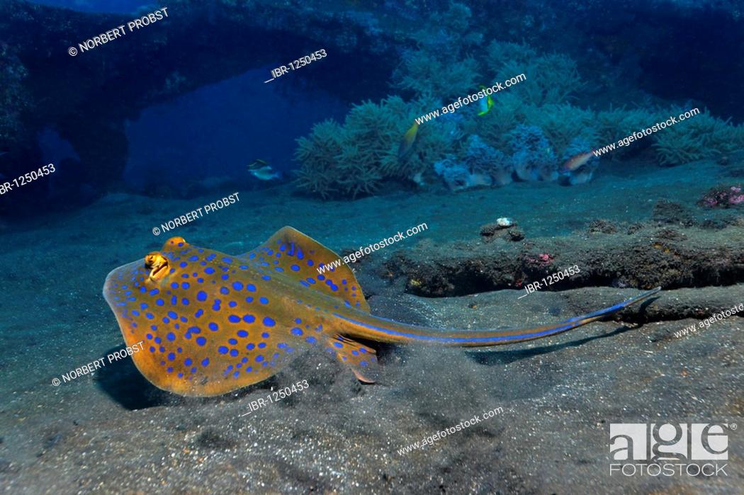 Stock Photo: Bluespotted ribbontail ray or blue dot ray (Taeniura lymma) swimming up from the sandy ground at the Liberty wreck, Tulamben, Bali, Indonesia, Southeast Asia.
