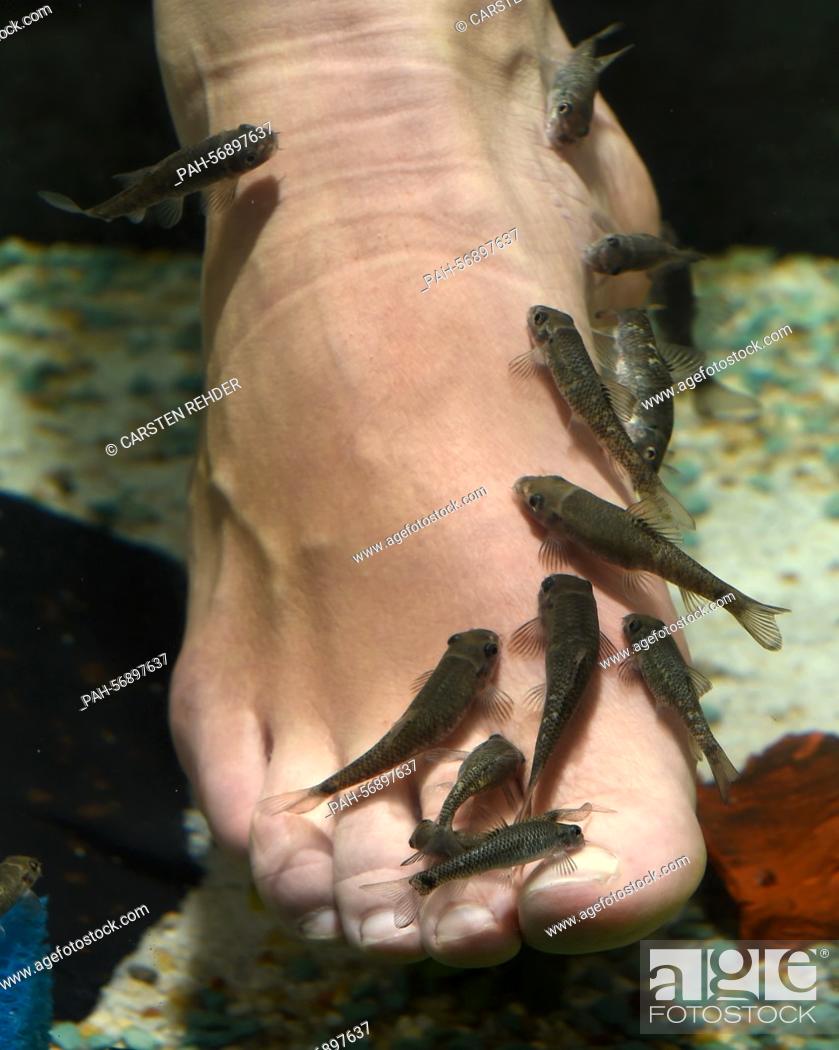 Stock Photo: FILE - an archive picture dated 23 September 2014 shows small fish (Garra Rufas) nibbling the feet of a customer in the 'Garra Rufa Lounge' in Kiel, Germany.