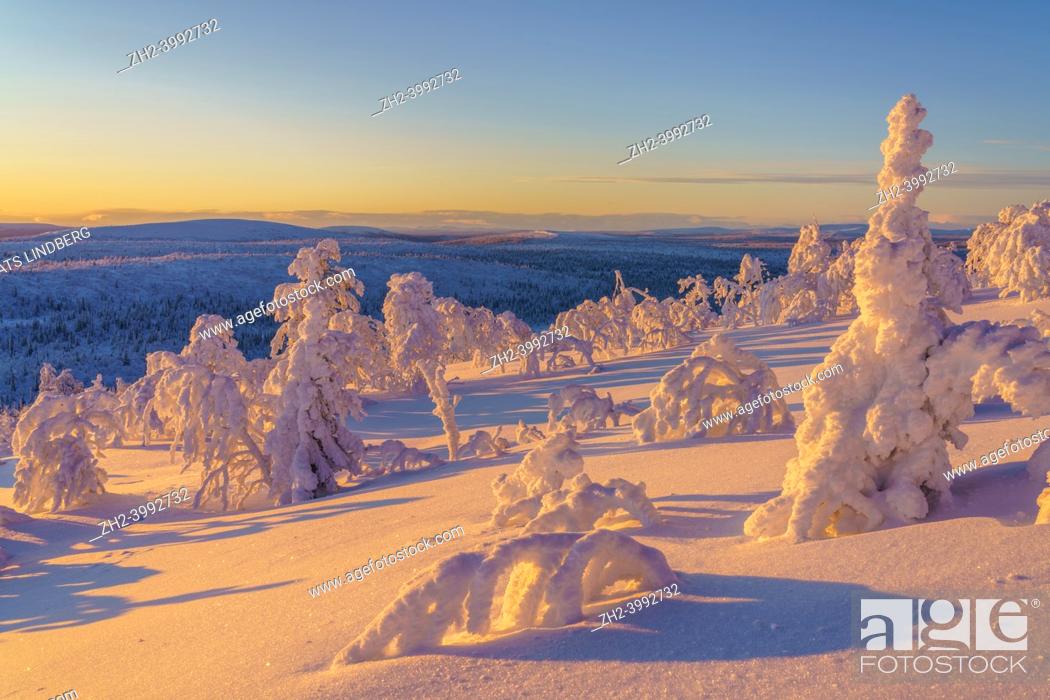 Stock Photo: Winter landscape with nice light, plenty of snow, mountains in background, snowy trees, Gällivare county, Swedish Lapland, Sweden.