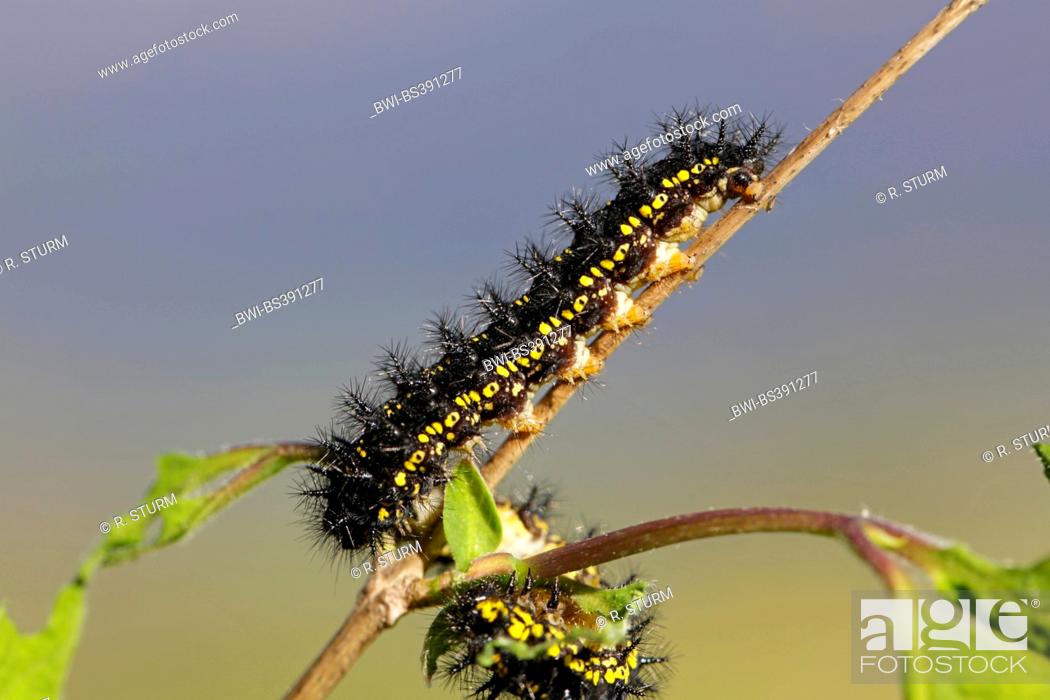 Stock Photo: scarce fritillary (Hypodryas maturna, Euphydryas maturna), adult caterpillar on the host plant honeysuckle, Lonicera xylosteum, Germany, Bavaria.