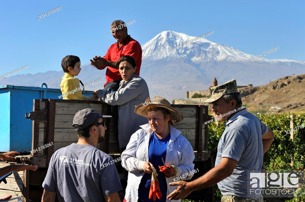 Stock Photo: grape-pickers in the vineyards in front of Khor Virap Monastery, Ararat plain, Mount Ararat in the background, Artashat, Armenia, Eurasia.