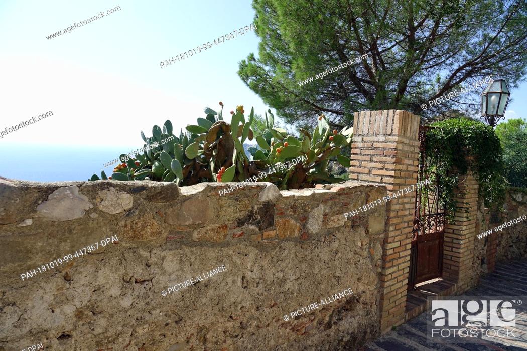 Stock Photo: 05 September 2018, Italy, Savoca: 05 September 2018, Italy, Savoca: An opuntia (cactus) stands behind a wall in the Sicilian town of Savoca.